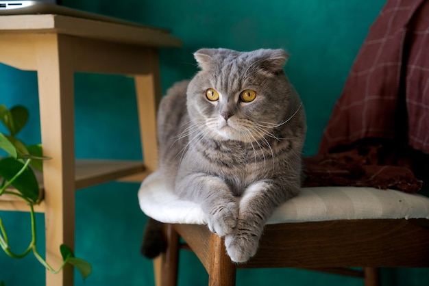 Hermoso gato gris acostado en una silla suave Gato británico de pelo corto adorable