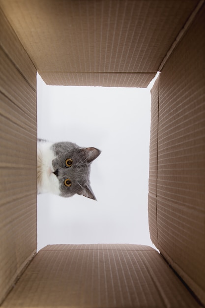 Hermoso gato gris, se asoma en la carobka de cartón, una mascota curiosa revisa lugares interesantes. Copie el espacio.