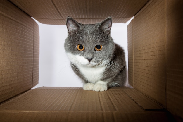 Hermoso gato gris, se asoma en la carobka de cartón, una mascota curiosa revisa lugares interesantes. Copie el espacio.