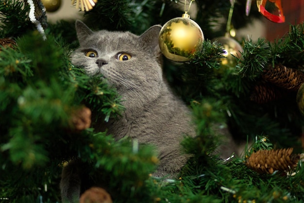 Hermoso gato gris esponjoso sentado en un árbol de Navidad, primer plano