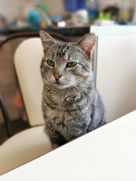 Hermoso gato gris está sentado en una silla