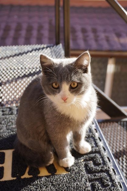 Hermoso gato gris frente a la puerta