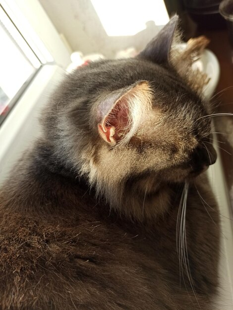 hermoso gato gris joven se sienta en la ventana duerme, descansa, lame