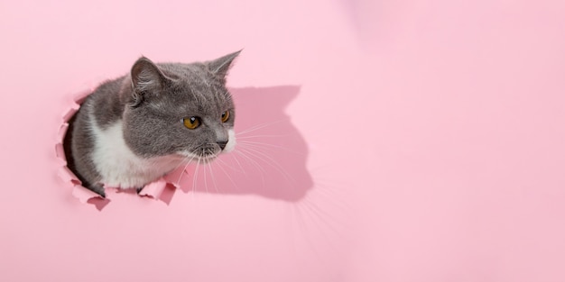 Hermoso gato gris lindo se asoma por un agujero en papel rosa. copie el espacio.