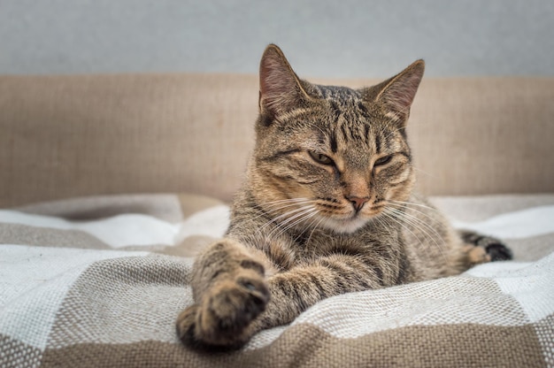 Hermoso gato gris con ojos amarillos duerme en la cama