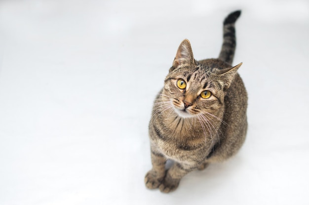 Hermoso gato gris con ojos amarillos sobre un fondo blanco.