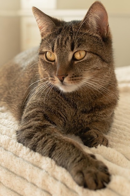 Hermoso gato gris con ojos amarillos yace en la cama de la habitación Foto vertical