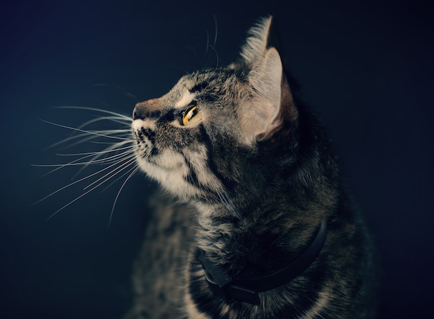 Hermoso gato gris con ojos amarillos