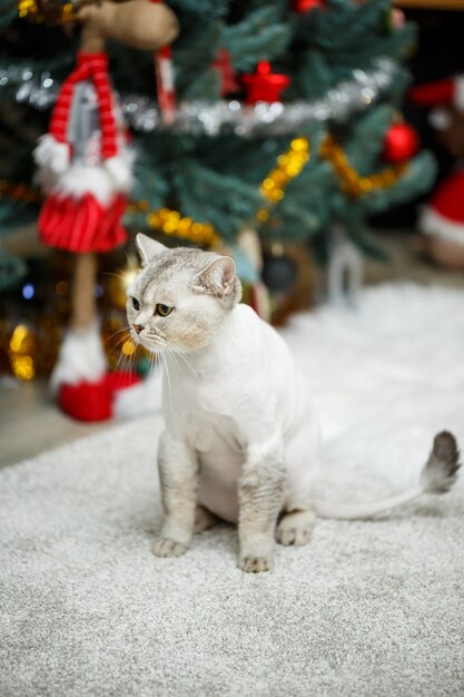 Hermoso gato gris scottish fold. Gato de corte de pelo con el pelo rapado en el cuerpo, corte de pelo de mascota