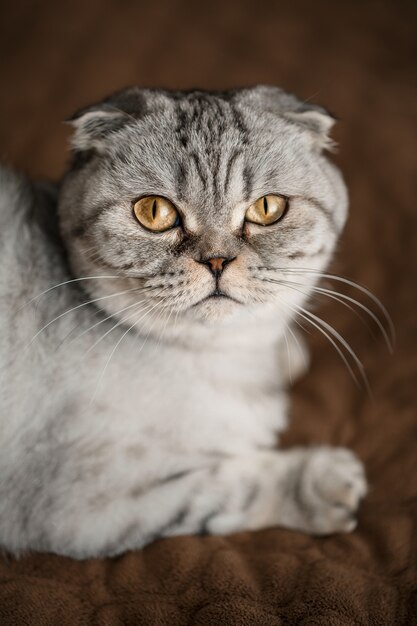 Un hermoso gato gris Scottish Fold grande o Scottish Fold. Mascota gato juguetón