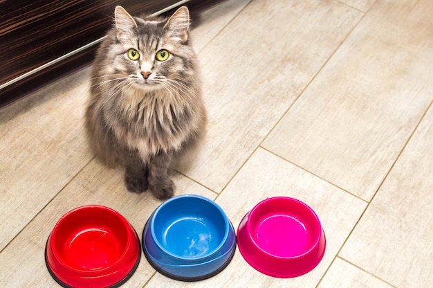 Hermoso gato gris se sienta en tres tazones vacíos con comida en la cocina