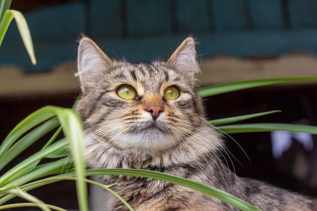 Un hermoso gato gris se sienta en la veranda junto a una flor.