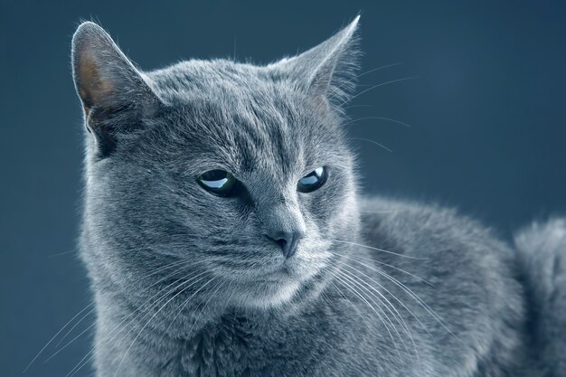 hermoso gato gris sobre fondo oscuro. mascota mamífero animal depredador