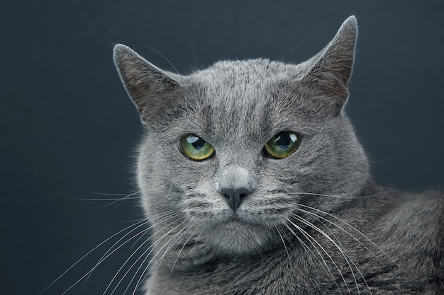 hermoso gato gris sobre fondo oscuro. mascota mamífero animal depredador