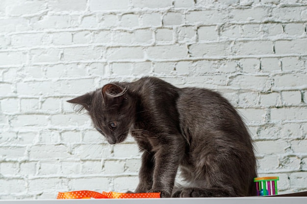 Hermoso gato gris sobre un fondo de pared de ladrillo