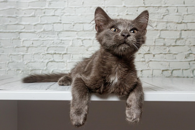 Hermoso gato gris sobre un fondo de pared de ladrillo