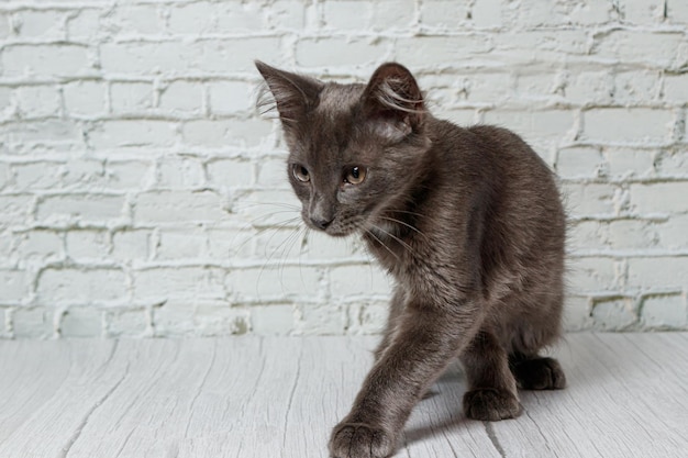 Hermoso gato gris sobre un fondo de pared de ladrillo