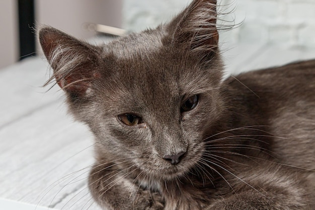 Hermoso gato gris sobre un fondo de pared de ladrillo