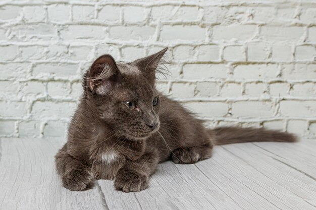 Hermoso gato gris sobre un fondo de pared de ladrillo