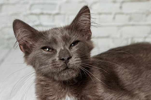 Hermoso gato gris sobre un fondo de pared de ladrillo