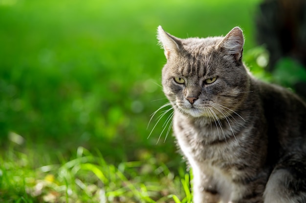 Hermoso gato gris sobre un fondo verde.