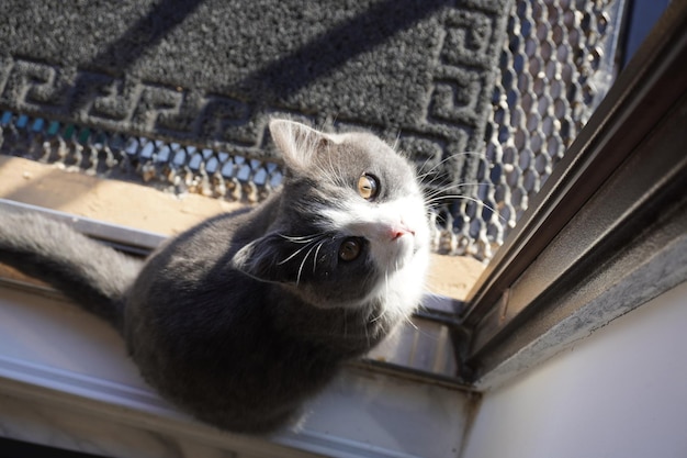 Hermoso gato gris en el techo de la casa