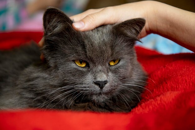 Un hermoso gato gris