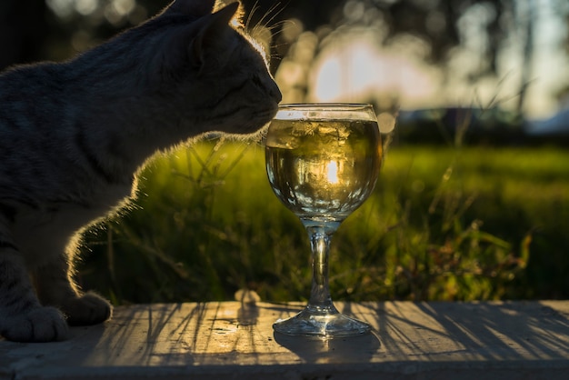 Un hermoso gato huele vino en un vaso de vidrio con el sol de fondo.