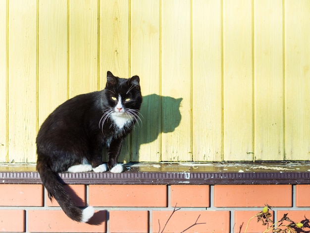 Hermoso gato de jardín tomando el sol