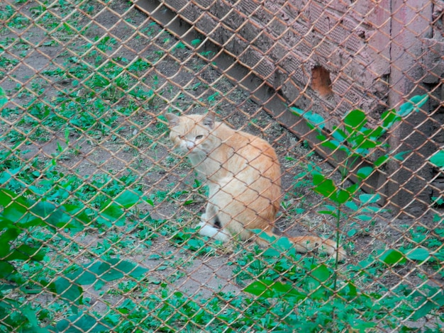 Hermoso gato jengibre sentado detrás de una valla Vista frontal del lindo gato al aire libre detrás de la valla