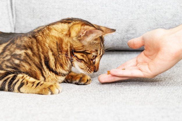 Hermoso gato joven de Bengala mira un pequeño trozo de comida en la mano del hombre