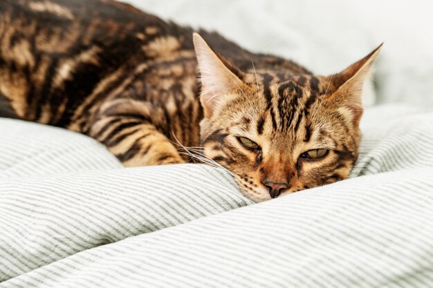 Hermoso gato joven de pelo corto acostado en la cama en casa