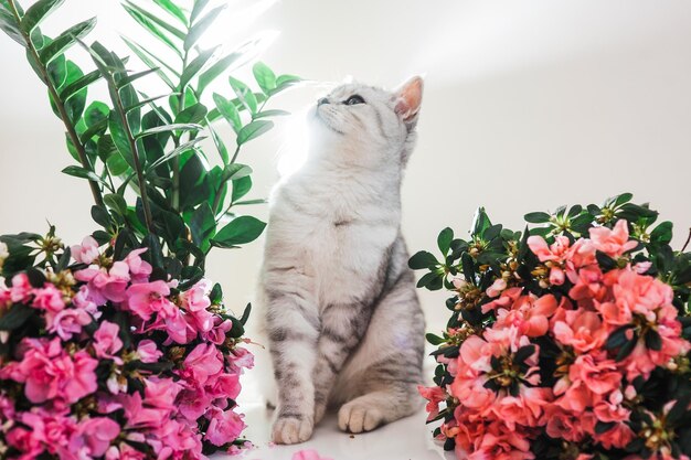 Hermoso gato jugando con cintas de colores Gatito gris divertido