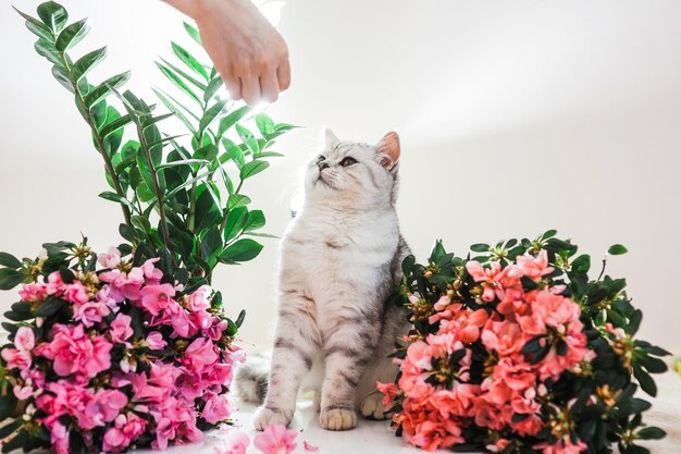 Hermoso gato jugando con cintas de colores Gatito gris divertido