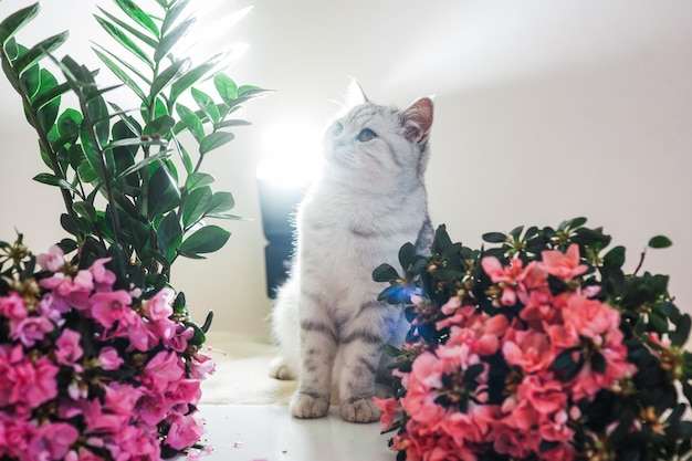 Hermoso gato jugando con cintas de colores Gatito gris divertido