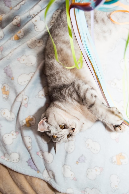 Hermoso gato jugando con cintas de colores Gatito gris divertido