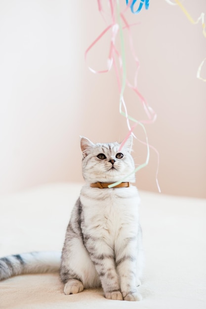 Hermoso gato jugando con juguetes en un collar