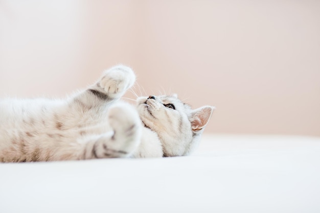 Hermoso gato jugando con juguetes en un collar