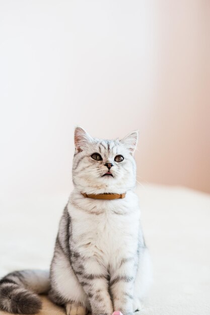 Hermoso gato jugando con juguetes en un collar