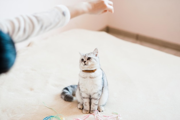 Hermoso gato jugando con juguetes en un collar