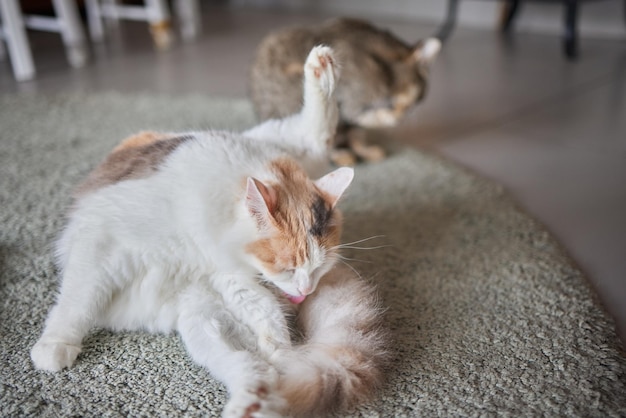 Hermoso gato lindo lamiendo su pata en una cama elegante con emociones divertidas en el fondo de la habitación