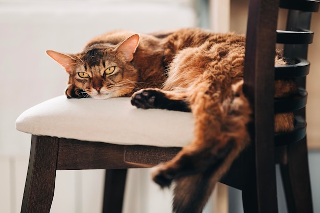 Hermoso gato lindo rojo durmiendo en la acogedora habitación de la casa en la silla