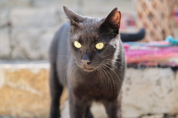 Hermoso gato macho negro adulto con ojos amarillos, depredador callejero al aire libre con oreja lesionada