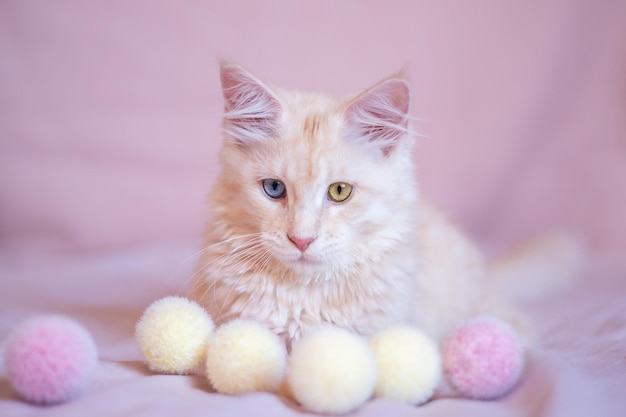 Hermoso gato Maine Coon con diferente color de ojos