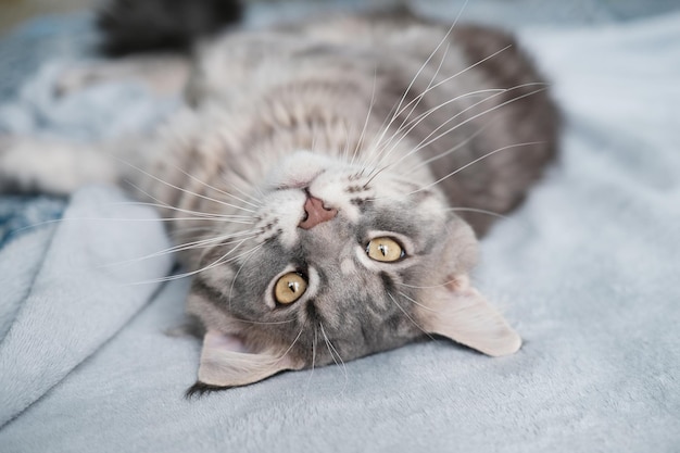 Un hermoso gato Maine Coon yace en una manta Lindo gato mascota con cabello largo