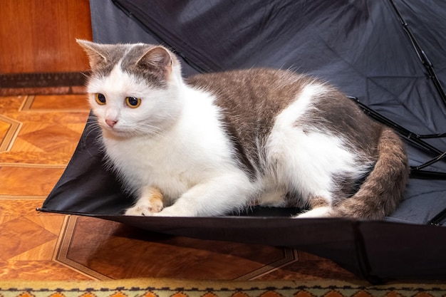 Un hermoso gato con manchas blancas está sentado en un paraguas