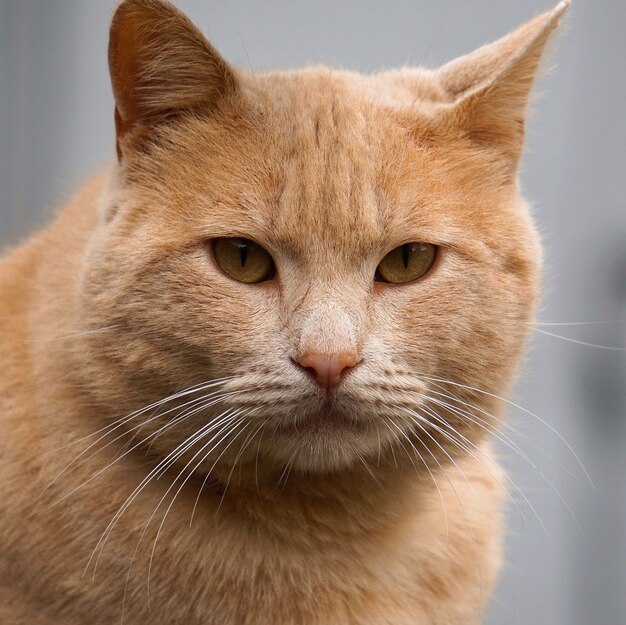 el hermoso gato marrón retrato de gatito