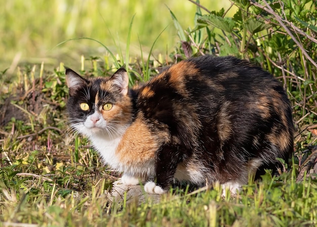 Un hermoso gato multicolor esponjoso acecha en la hierba