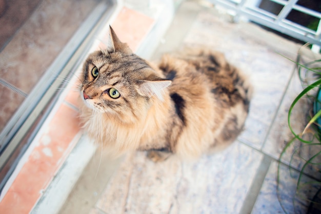 Un hermoso gato muy esponjoso de la raza siberiana camina por el balcón.