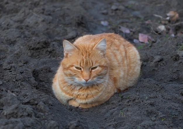 Un hermoso gato naranja en el jardín.
